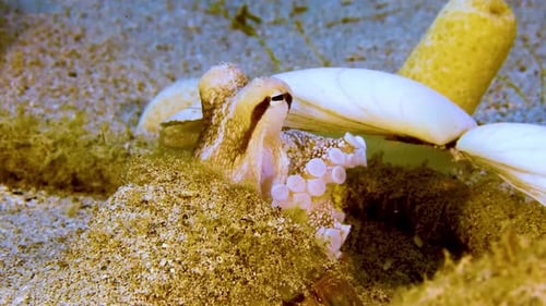 Das Verborgene entdecken: Einen Oktopus entdecken, der sich zwischen den Korallen versteckt 4K