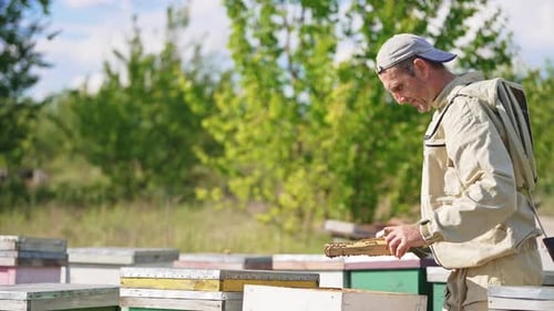 Apiculturist pulls the empty honey frames with few bees on out of the hive.