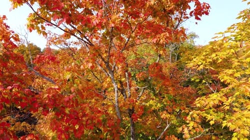 Close-up of a maple tree ablaze with fiery red and orange leaves, Northern Ontario