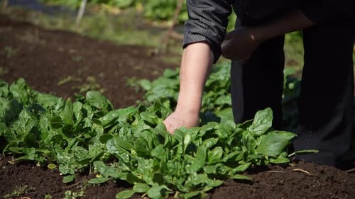 A woman harvesting spinach