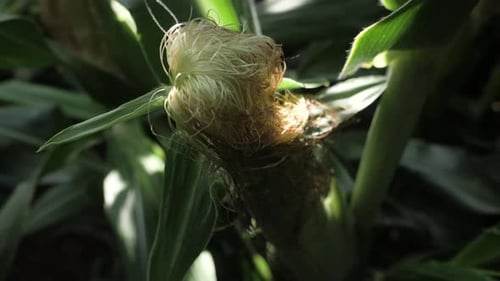 Top down slow motion shot of corn cob on a stalk with warm light