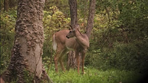 Button Buck Eating Clover - Whitetail Deer Male Fawn Eating In The Wilderness