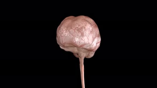 3D Brain Model Rotating - Medical Science Animation