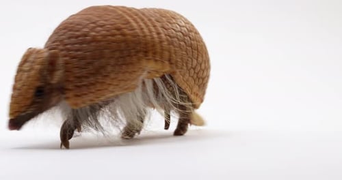 Armadillo turns around and begins walking away from camera - isolated on white background