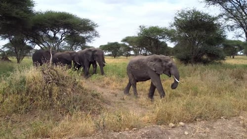 Beautiful herd of Elephants in Tarangire National park