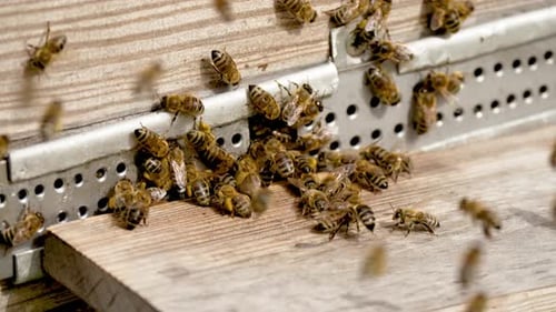 Busy Honeybees Flying Around the Beehive