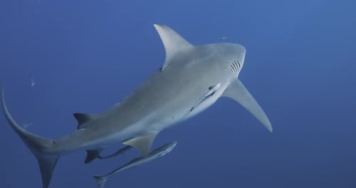 Bull Shark swims by with tail flick in shimmering ocean surface