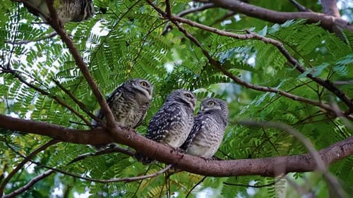 Three Spotted Owls Perching On a Tree Branch In The Forest. - closeup shot