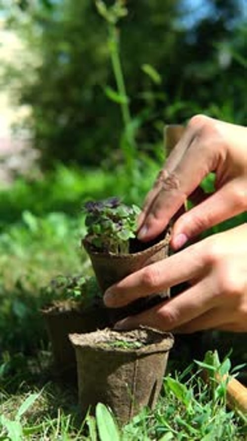 Woman Planting Sprouts in Garden Setting