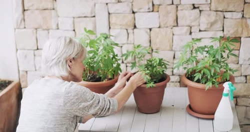 «Paseando» en macetas por el jardín