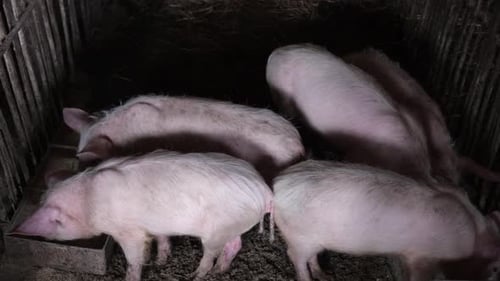 Group of Small Piglets Eating From a Trough