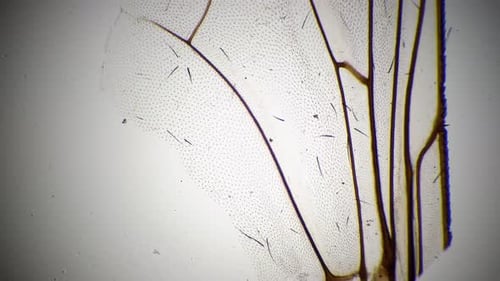 Fly Wing Filmed Under Microscope with 40 Times Magnification on Bright Field Background