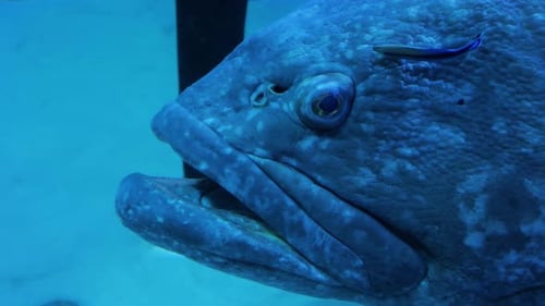 Big Grouper Fish Underwater Swimming with Cleaner Fish