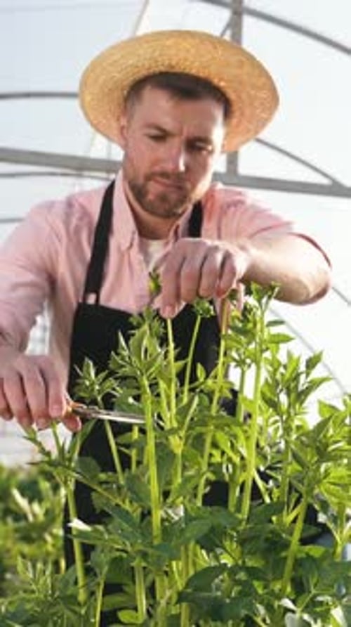 Adult Male Trims Plants Inside a Greenhouse