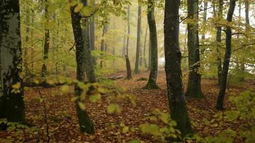 Scenic forest with colorful foliage and leaf-covered ground in autumn.