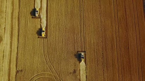 Aerial Drone Top View From Above Combine Harvesters Working in Wheat Field Harvesting Machine Driver