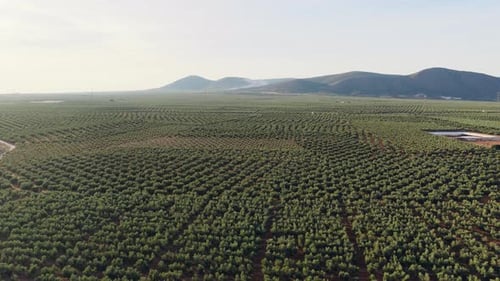 Vista aérea sobrevolando una gran plantación de olivos