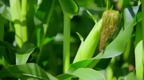 Green Corn Cobs on Stalks