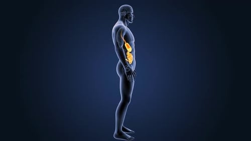 Das menschliche Verdauungssystem zeigt Magen und Dünndarm