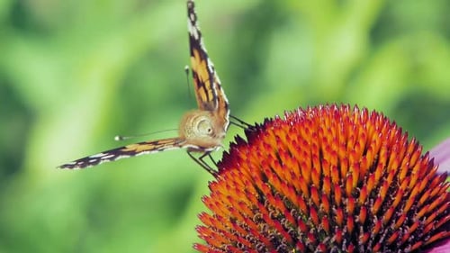 Extreme close up macro shot of orange Small tortoiseshell butterfly collecting nectar from purple co