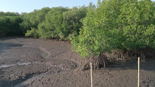 Mangrove Forest
