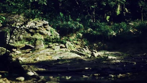 Dappled Sunlight Moving on Forest Floor