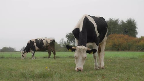 Holstein dairy cows graze in the field. Cattle of the Holstein-Friesian breed.