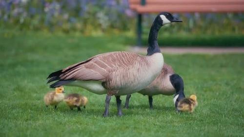 Two Canadian geese and their babies eating grass in a city park