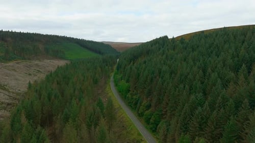 Peaceful Mountain Road Curving Through Dense Pine Forest Serene Countryside Route Winding Along