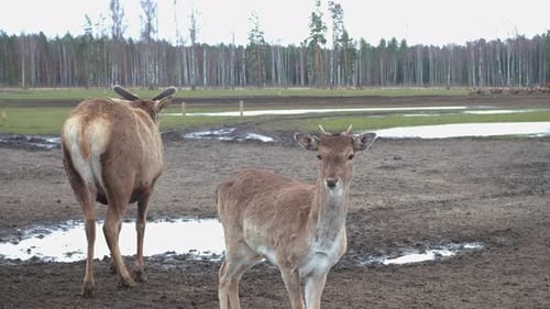 Deer Grazing Peacefully in a Muddy Field