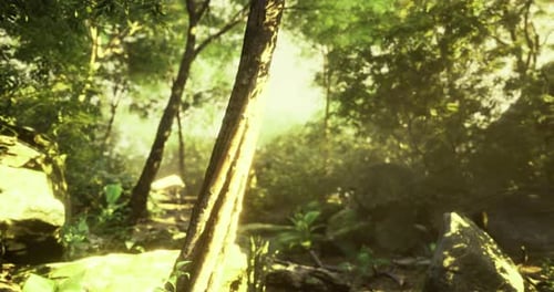 Lush Forest Landscape with Sunlight Filtering Through the Trees