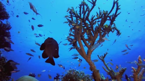Underwater Ocean Life Fish
