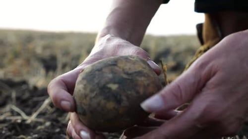 Female Hands of Agronomist Picking Potato at Field on Summer Day Adult Arms of a Farmer Examining
