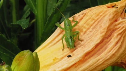 Spotted Green Grasshopper In A Flower - macro shot