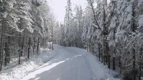Upward drone panning shot of a snowy day with a snow covered road surrounded by pine and spruce tree