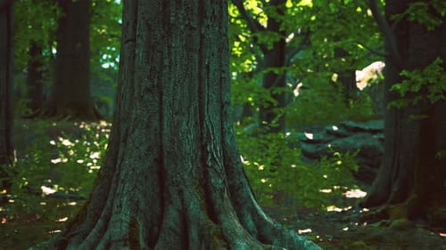 Tree Roots and Sunshine in a Green Forest