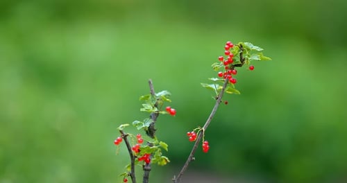 Shrub of Red Currant in Garden Closeup View of Ripe Red Berries on Branches Prores
