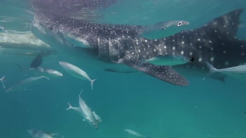 Whale Shark Eating in Sea