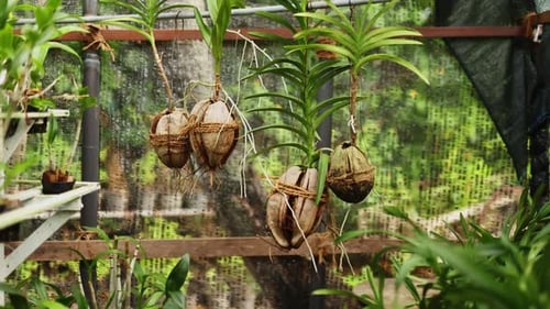 Green Plants Grow in Coconut