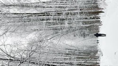 A Snowstorm in a Winter Public Park It is Snowing Heavily Snowflakes are Slowly Falling Tree