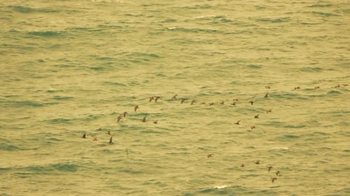 Flock Birds Flying Vast Ocean Surface Dynamic Vformation Tranquil Nature Migration