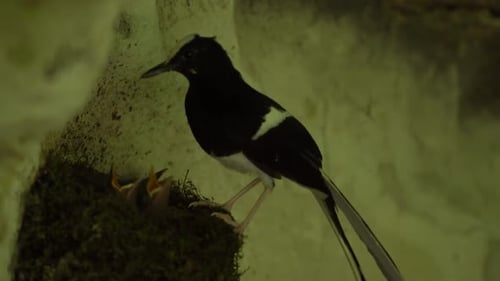 À couronne blanche, une fourche typique, au plumage de piebald et à longue queue avec ses petits