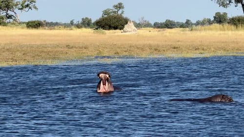 hippo with its mouth wide open in water africa