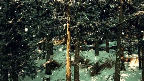 A Winter Wonderland in a Densely Forested Area