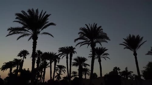 Night Palms