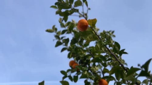 An orange growing on a branch.