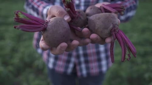 A Man Agronomist Holding a Root Vegetable of Beet
