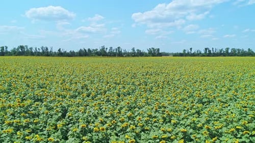Aerial Over Beautiful Blooming Sunflower Field Picturesque Summer Scenery