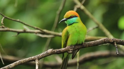 Breathtaking And Beautiful View Of Green Bee Eater