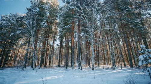 Breathtaking Serene Winter Forest Landscape Featuring SnowCovered Pine Trees and a Tranquil Scenery
